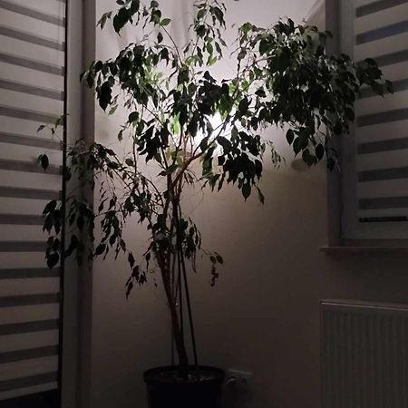 Apartament Zielone Zamienie Extérieur photo