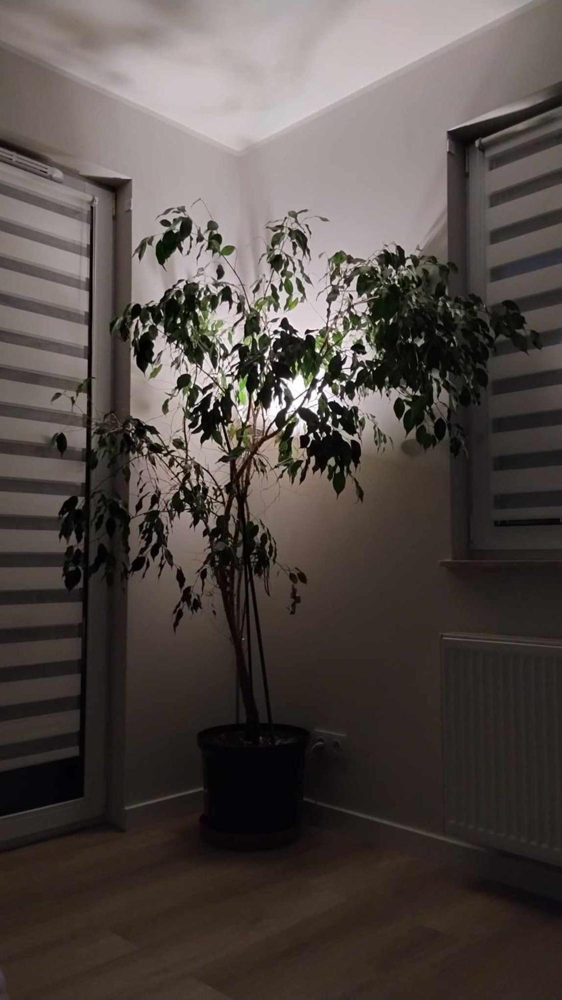 Apartament Zielone Zamienie Extérieur photo